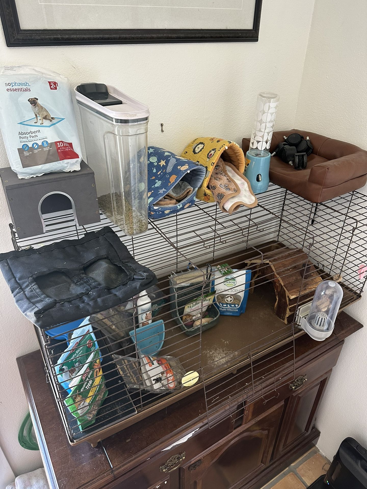 Guinea Pig Mouse Gerbil Rabbit Rat