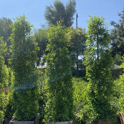 Ficus Nitida Indian Laurel Privacy Hedge