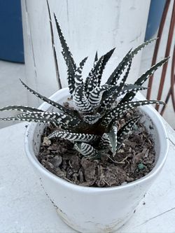 ♥️GORGEOUS Cute little Haworthia Succulents white pot $5 Each❤️LOW maintenance PLANT❤️