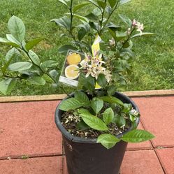 IRVINE. 🍋Meyer Lemon 🍋 $69Five G. 2-3ft