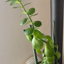 Jade Plant For Sale