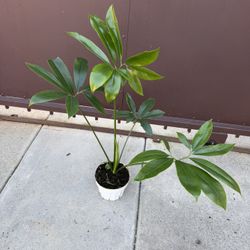 Xl Goeldii Philodendron In 6” Pot 