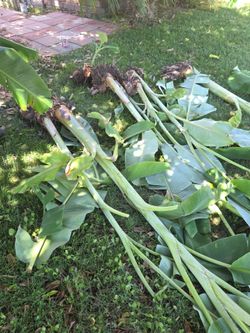 Banana Plants — Freshly Cut with Roots — $25 each