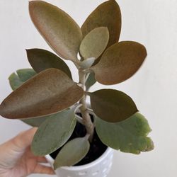 Beautiful Copper spoon Succulent Plant With Pot