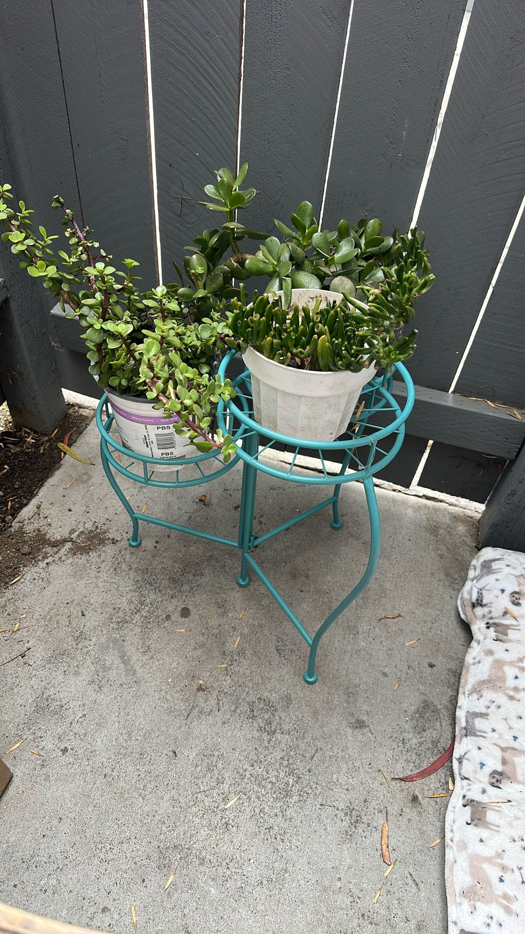 Plant With Stands