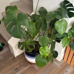 Plant For Sale monstera