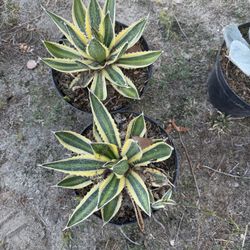 Agave Quadricolor – 8in (Rare-4x in stock.)