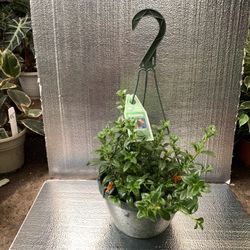 Gold Fish Plant 8in Pot