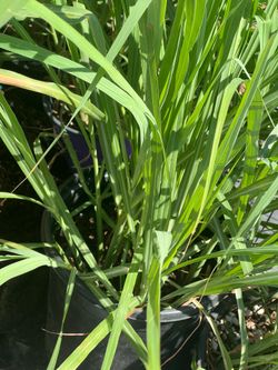 Lemongrass