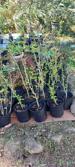Rose Of Sharon Bushes / Purple Butterfly Bushes