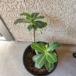 Adenium obesum

Plant/desert rose