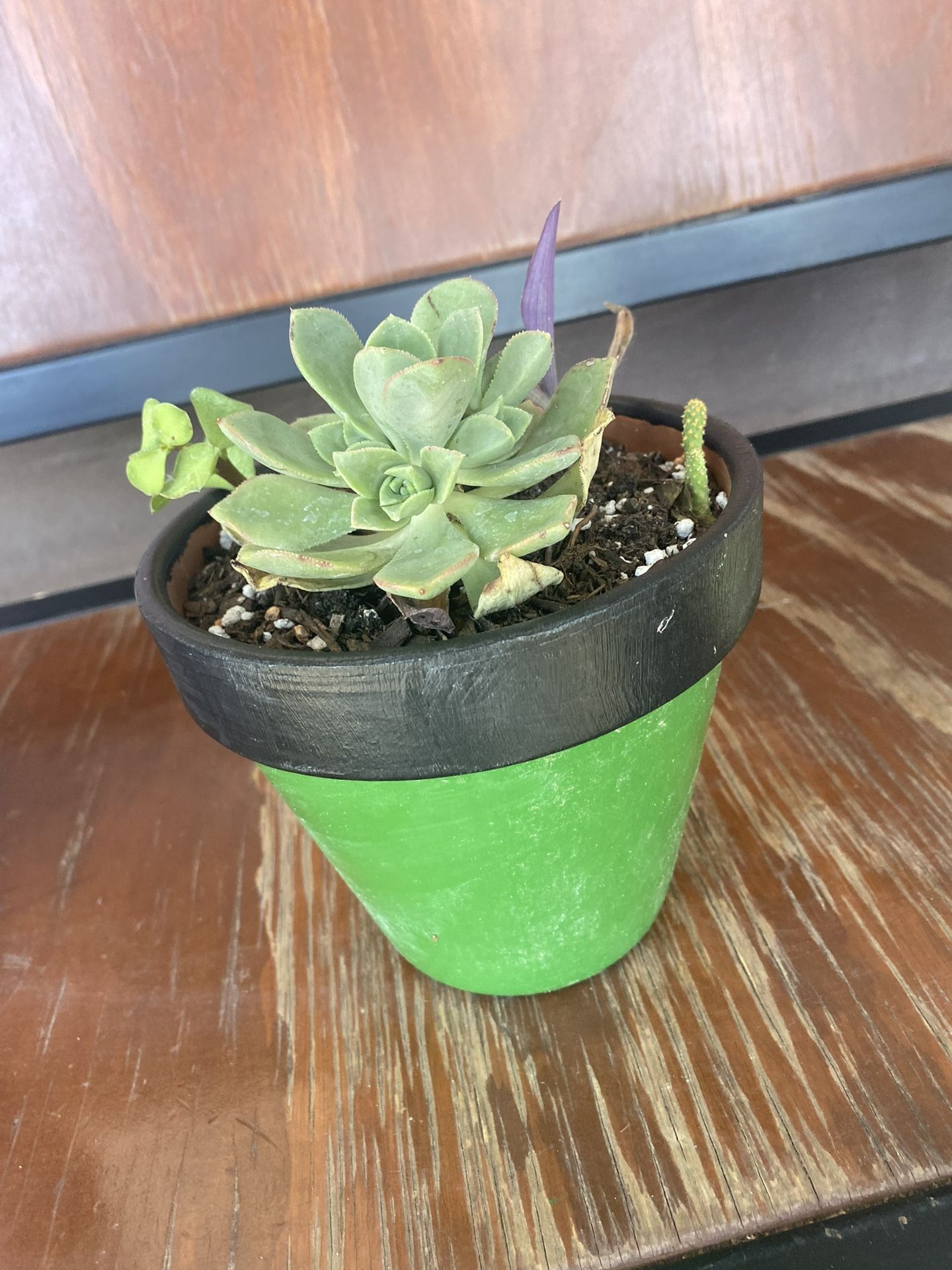 Succulent Arrangement