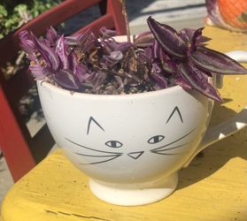 $7 Mini wandering Jew plants