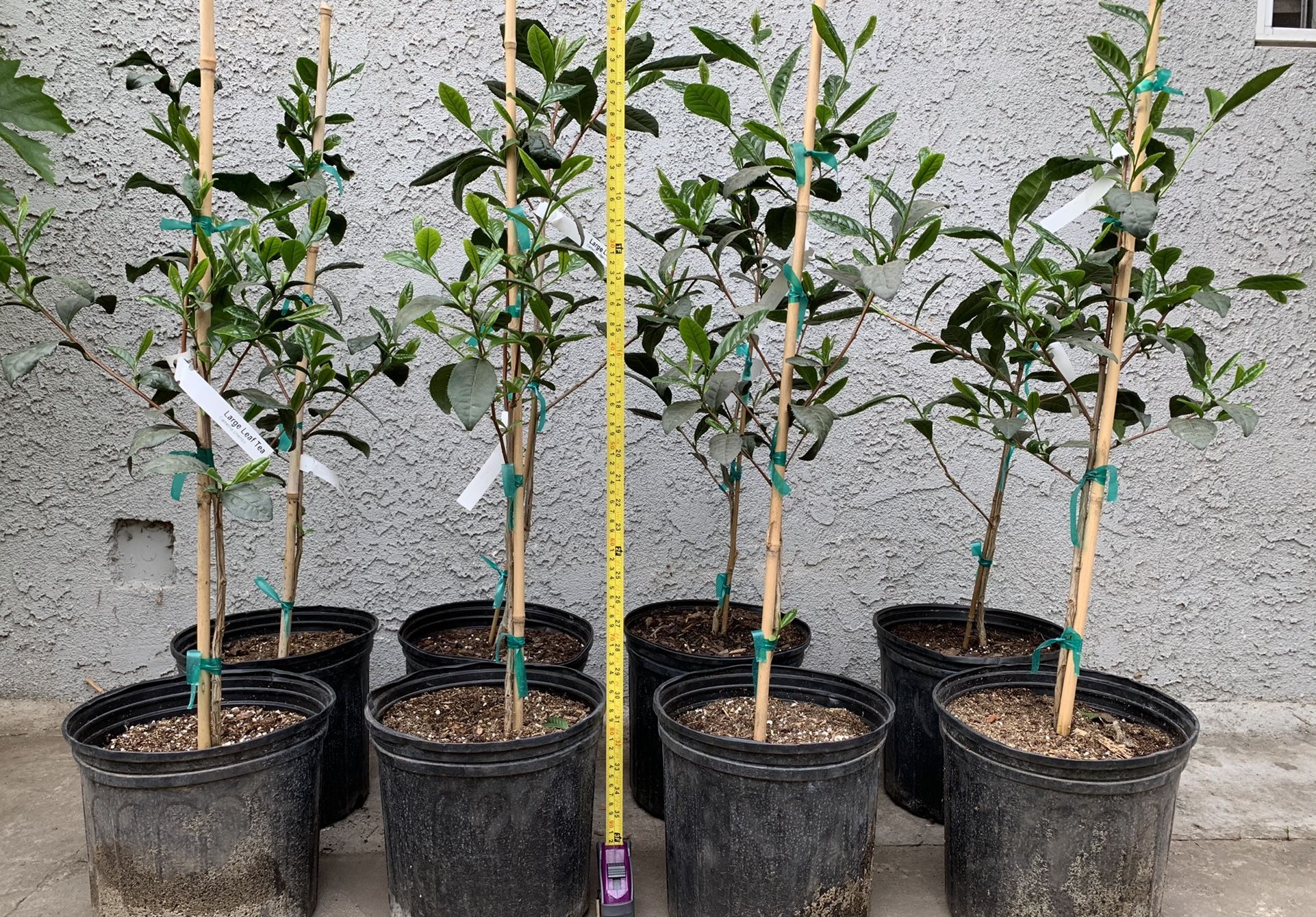 Green Tea Trees, beautiful and healthy trees
