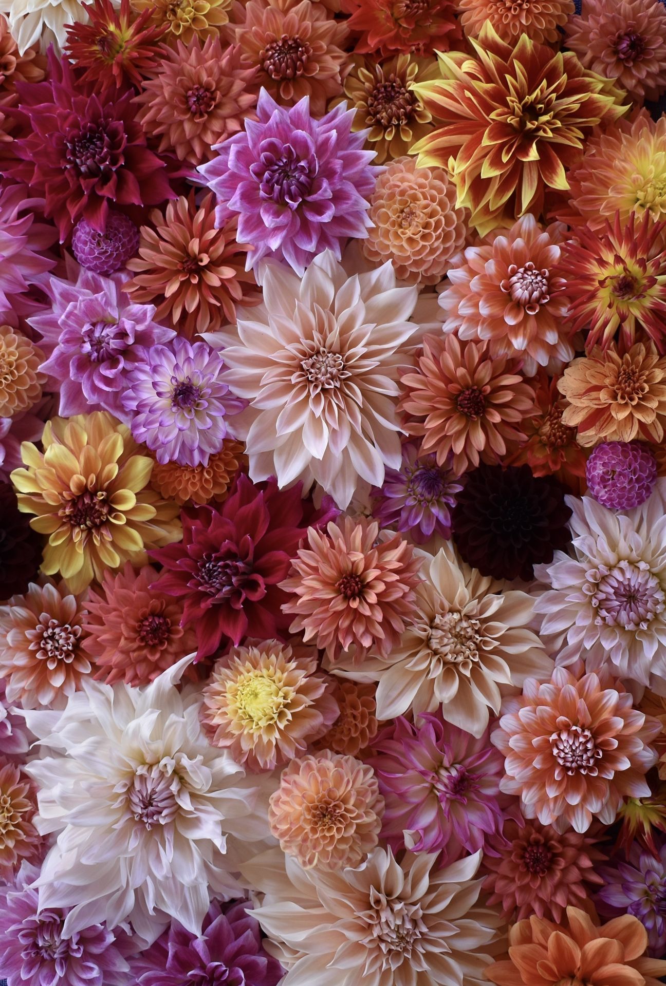 Dahlia Tubers 🌸🌼