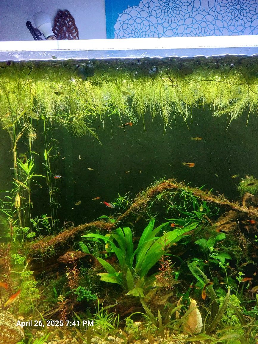 Aquatic Plants - Dwarf Water Lettuce