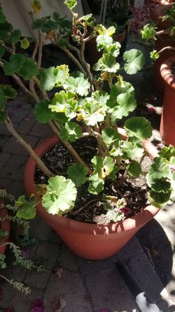Ruby Red Geranium in a Reconditioned Terra Cotta Pot