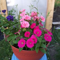 Mix flowers basket