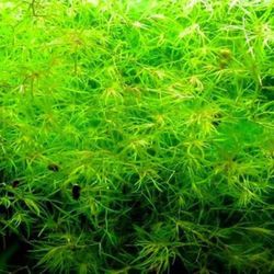 Hornwort  CoontailAnd Grass Aquatic Plants For Aquarium Plants Only