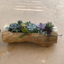 Beautiful Handcrafted Succulent Tree Log