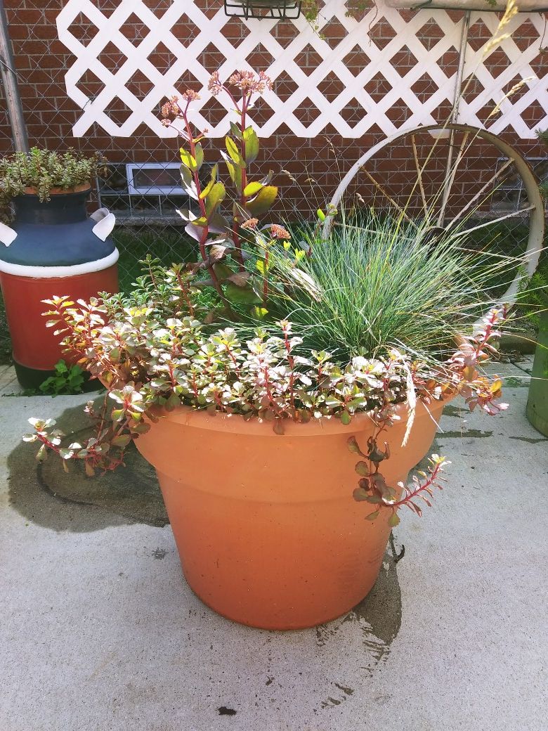 Huge Perennial Porch / Patio Planter Pot