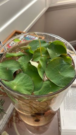 Lotus seed started