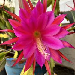 Blooming Orchid Cactus In Planter