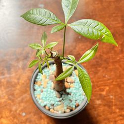 LIVE Dwarf Money Tree Plant Indoor Outdoor Houseplant 
