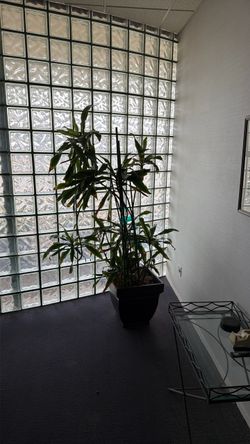 Indoor real plant