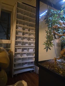 "Leopard Geckos" Rack