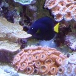 Red Acan Live Coral Colony