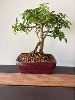 Bonsai Tree