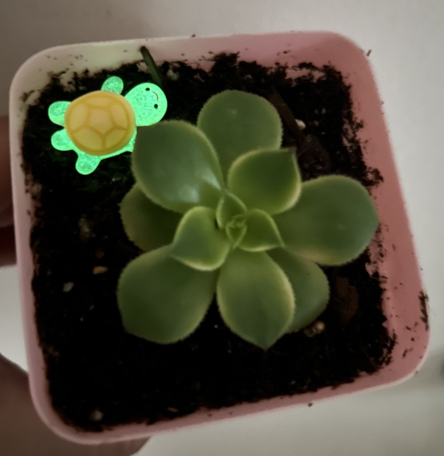 Succulent plant