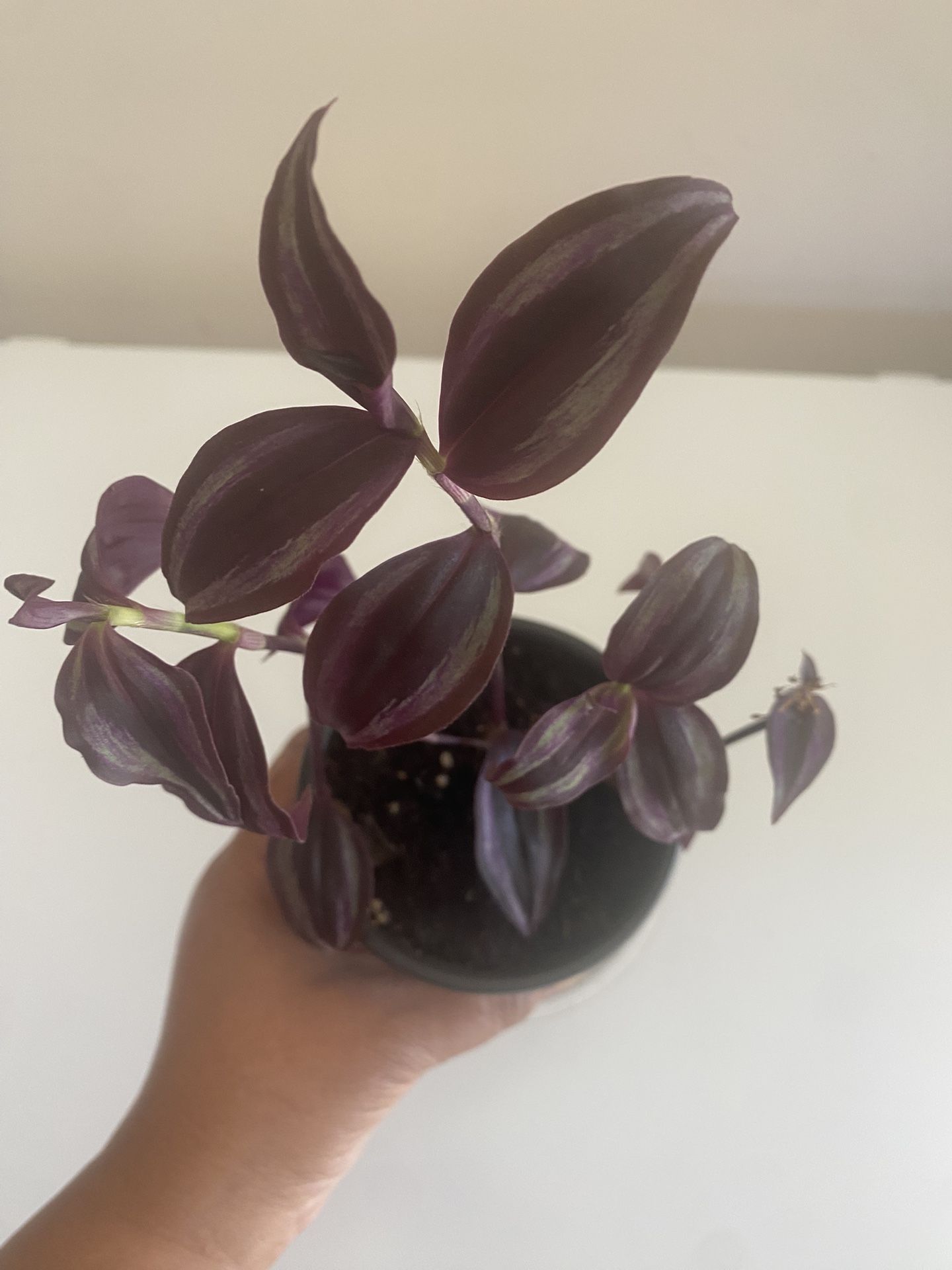 Tradescantia Zebrina in 4” pot