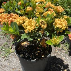 Ixora Maui In 3 gls Pot. SPECIAL PRICE 🤩