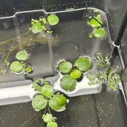 Aquarium Rescue/Service