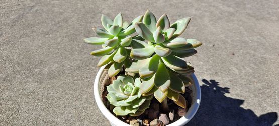 Cute succulent plants