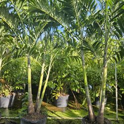 Christmas palms over 8 feet tall Instant privacy Hedge and decoration