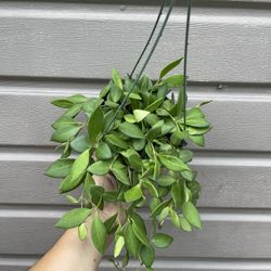 6” hoya burtoniae 