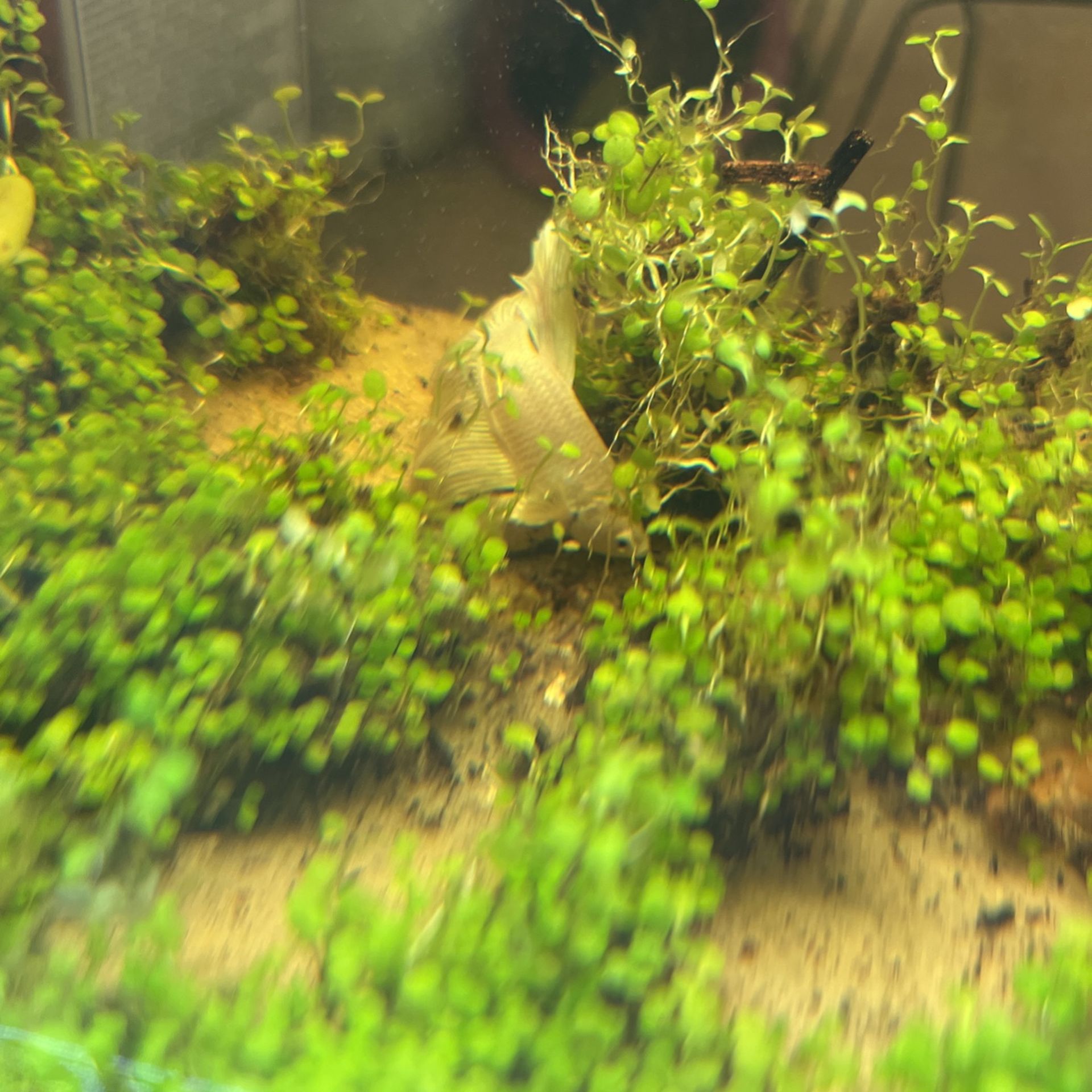 BETTA SET UP
