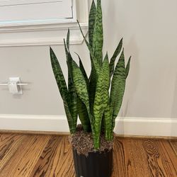 Snake Plant