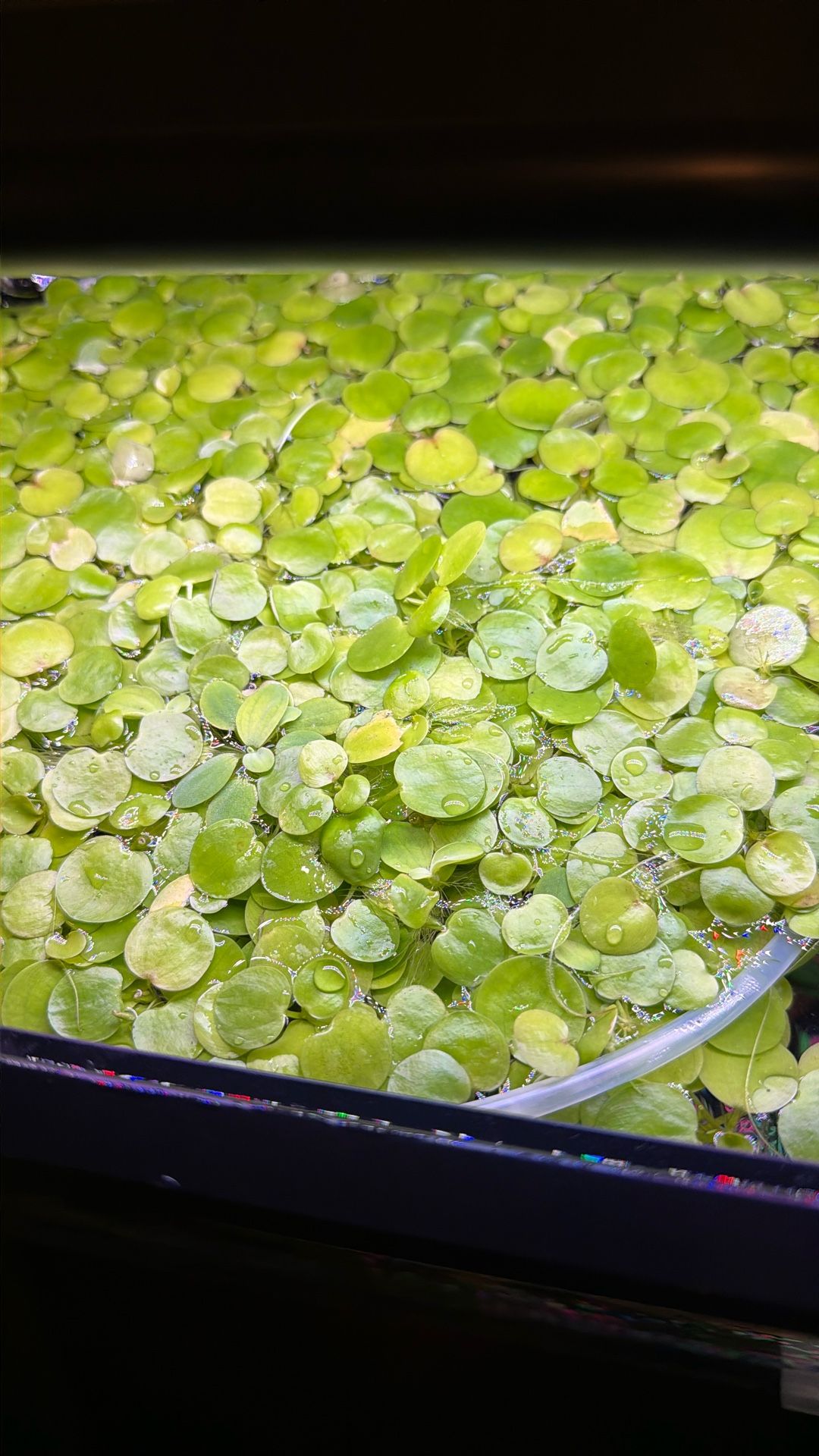 Aquarium Floating Plant Frogbit 
