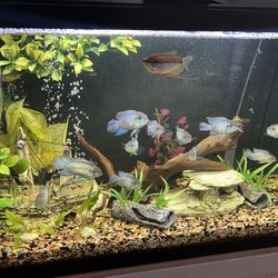 Fish Tank Decor