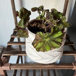 Potted Rex begonia