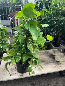 Golden pothos tótem in 3 gls pots. SPECIAL PRICE 🤩