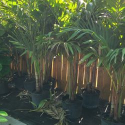 Palmas Alexandra 5gallon 6 Pies De Alto