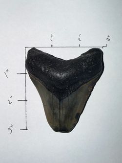 Megalodon Tooth-Fossil
