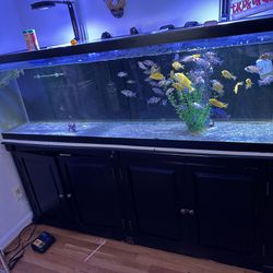 Tank Fish 125G