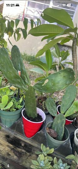 Cactus available edible