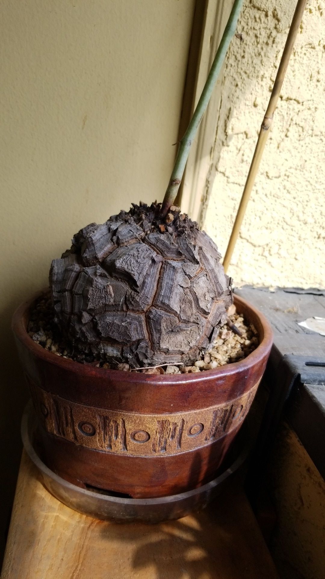 Dioscorea Elephantipes (RARE)